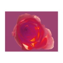 Red Rose postcards by roimim Red Rose postcards