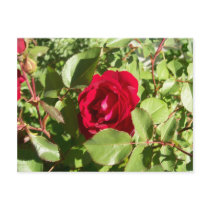 Red Rose Postcard