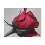 Red Rose Postcard