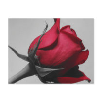 Red Rose Postcard by Pinkisweet24 Red Rose Postcard