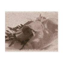 red rose postcards by RemyRemo red rose postcards