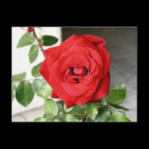 Red Rose! Postcard