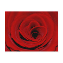 Red Rose Postcard by junipergrove Red Rose Postcard