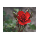 red rose postcards