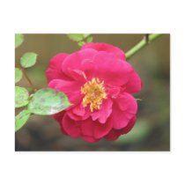Red Rose postcards