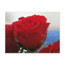 Red Rose Postcard by Tracy2912 Red Rose Postcard