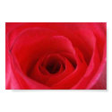 red rose posters by bettytoo red rose posters