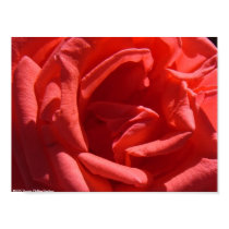 Red Rose posters by bpgisme Red Rose posters