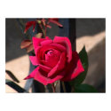 Red Rose posters