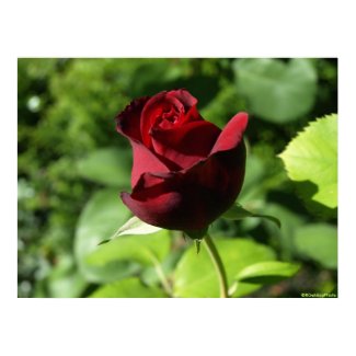 Red Rose print