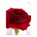 Red Rose posters by GoffImages Red Rose posters