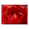 red rose posters