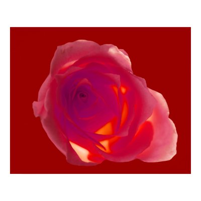 Red Rose Poster by roimim