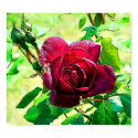 Red Rose posters by Blacknight Red Rose posters