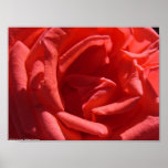 Red Rose Posters