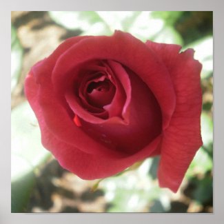 Red Rose print