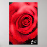 Red Rose Print