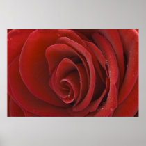 Red Rose Poster
