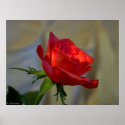 Red Rose posters