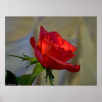 Red Rose Posters