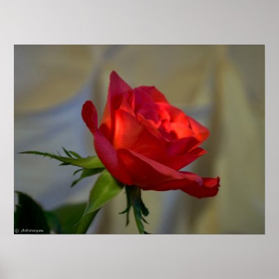 Red Rose Posters