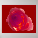 Red Rose posters