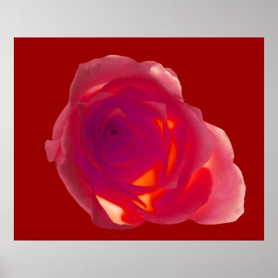 Red Rose Poster by roimim