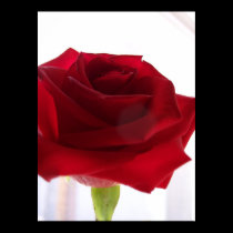 Red Rose posters