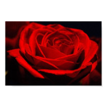 Red Rose Poster posters