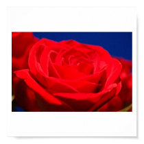 Red Rose Poster posters