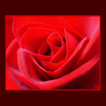 Red Rose Poster Print Beautiful Flower Art Print posters