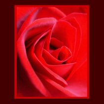 Red Rose Poster Print Beautiful Flower Art Print posters