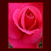 Red Rose Poster Print Beautiful Flower Art Print posters