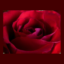 Red Rose Poster Print Beautiful Flower Art Print posters