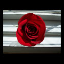 Red Rose Print by ivanka Red Rose Print