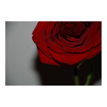 Red Rose posters by wandringmind Red Rose posters