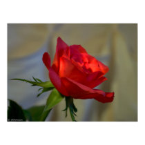 Red Rose posters by photomorgana Red Rose posters