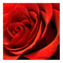 Red Rose Romance Art Poster posters