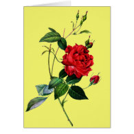 Red rose, Rosa inermis, P.J.Redoute Cards