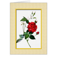 Red rose, Rosa inermis, P.J.Redoute Greeting Cards