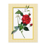Red rose, Rosa inermis, P.J.Redoute Postcards