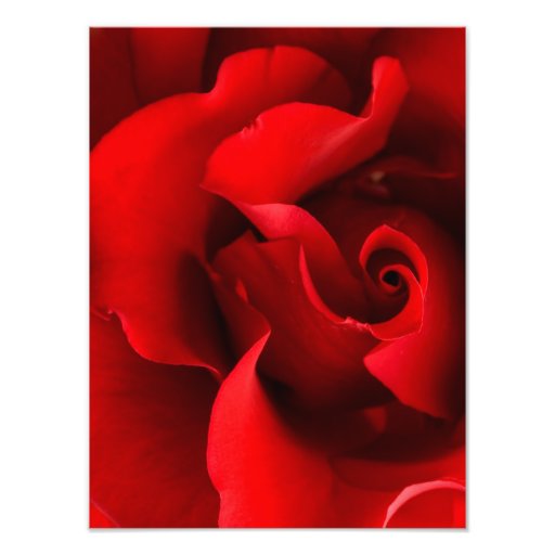 Red Rose - Roses Customized Template Photo Print