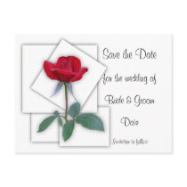 Red Rose Save the Date Postcard