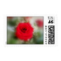 Red Rose- Soft postage