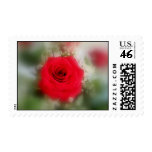 Red Rose- Soft