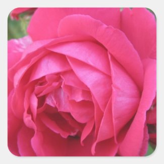 Red Rose Square Stickers