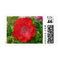 Red Rose Stamp by RoseGallery Red Rose Stamp