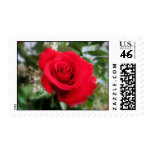Red Rose Stamp