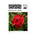 Red rose stamp small by bkang22 Red rose stamp small