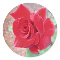Red rose sticker by bkang22 Red rose sticker
